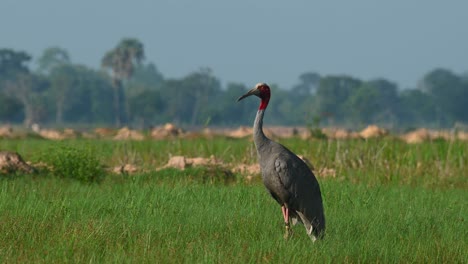 eastern sarus crane, antigone antigone sharpii