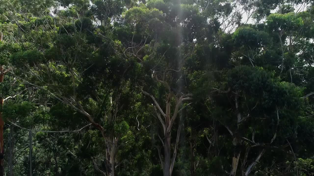 árboles verdes en el bosque 4k