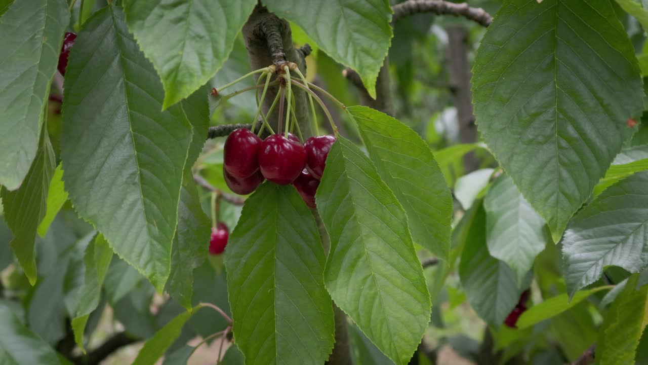 Kamera bergerak mundur dari ceri yang matang untuk memperlihatkan daun dan cabang di sekitarnya, menampilkan skala dan pertumbuhan kebun