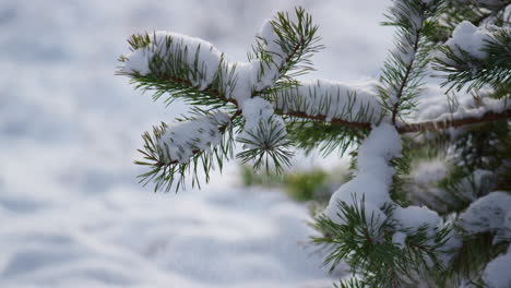 Snowy pine branch swaying on cold wind shaking off layer white snow close up.