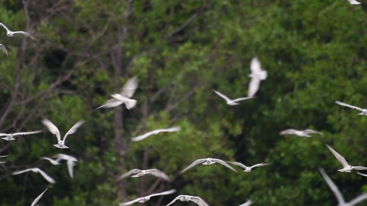 제비갈매기는 전 세계 바다, 강 및 기타 더 넓은 수역에서 볼 수 있는 바닷새입니다.
