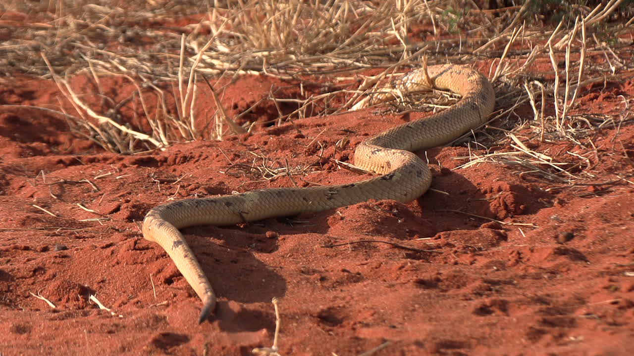 una cobra de cabo muy venenosa se arrastra por las arenas rojas del kalahari en busca de presa