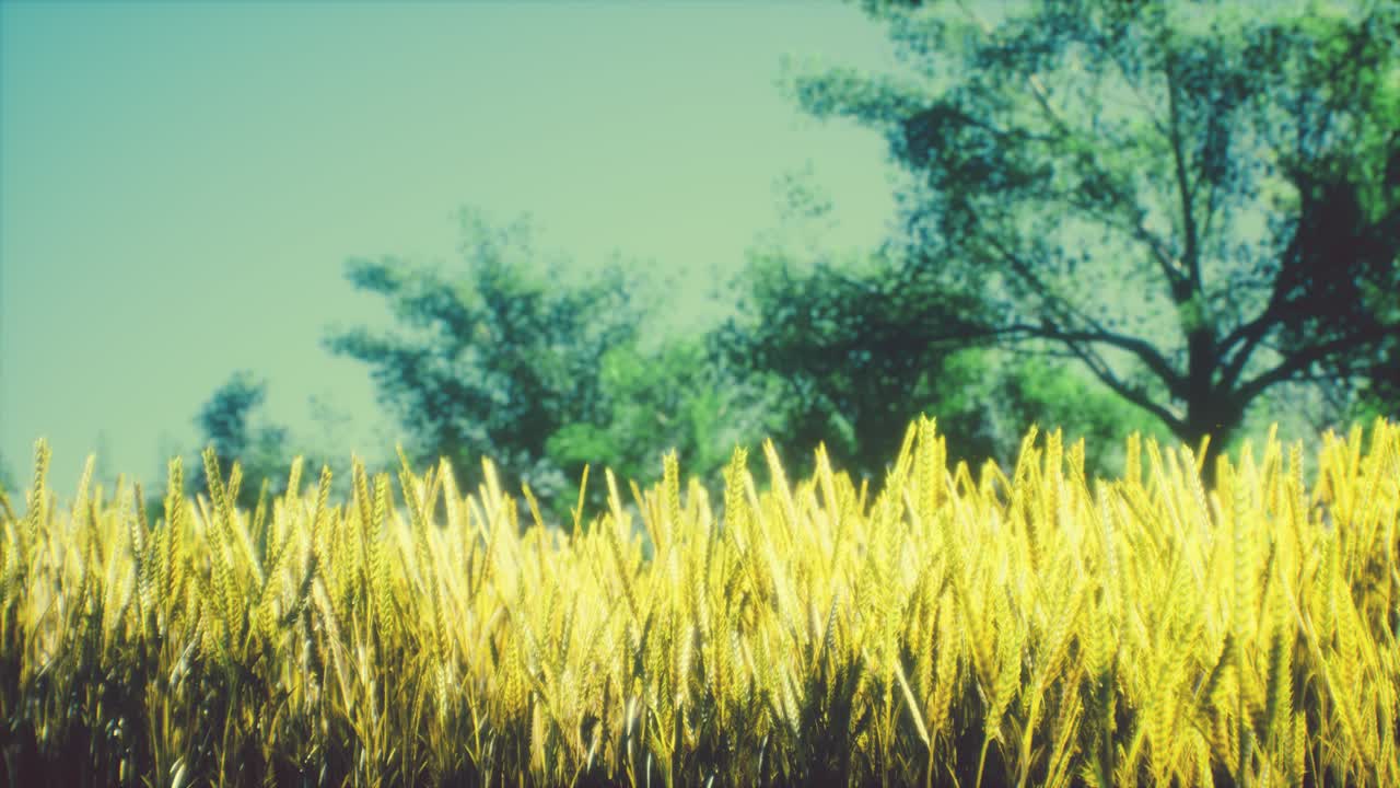 여름 에 어린  ⁇ 이나 밀 이 있는  ⁇  에서 해 가 지거나 해 가 뜨는 장면