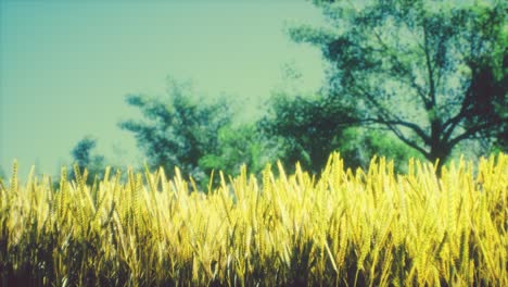 scene of sunset or sunrise on the field with young rye or wheat in the summer