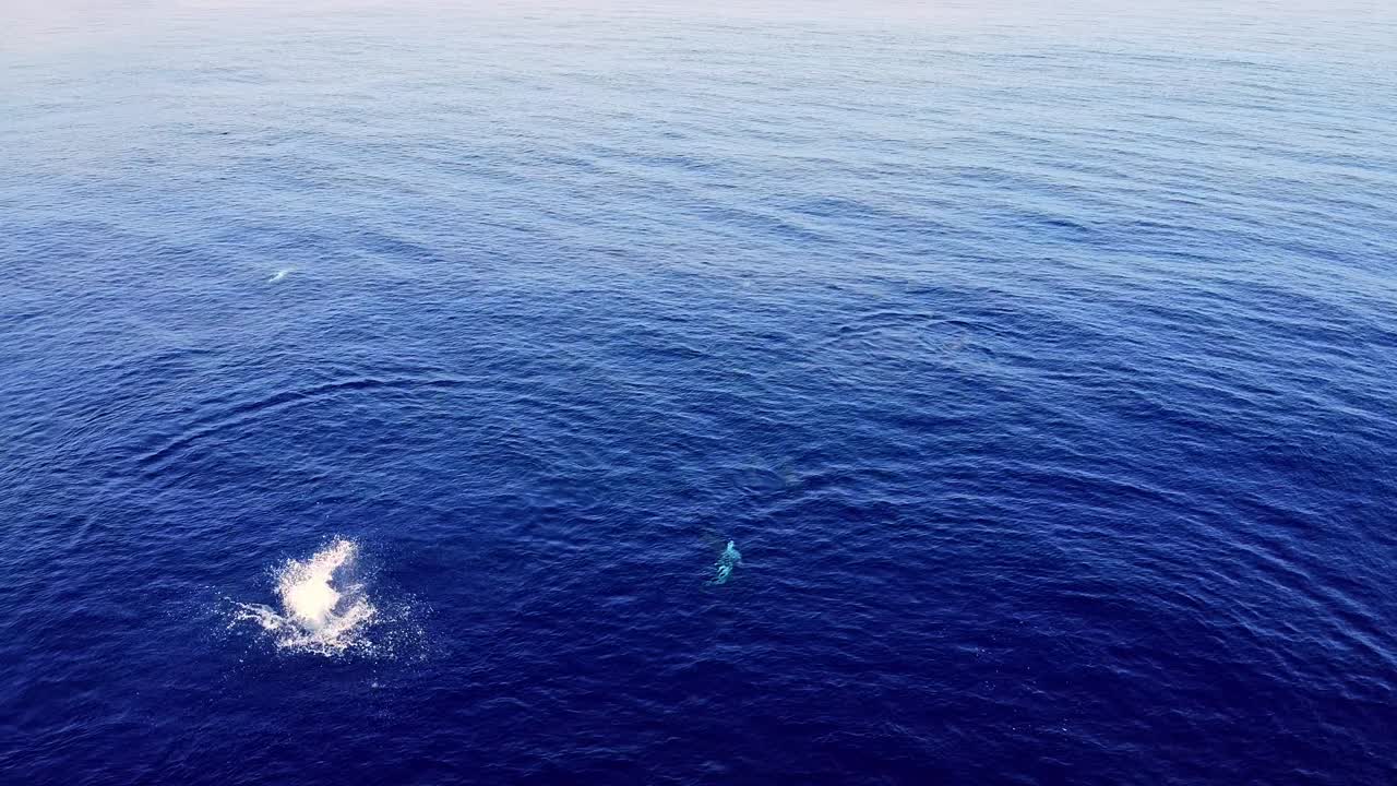 바다에서 회전하고 튀는 장난기 많은 스피너 돌고래 포드