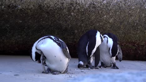 Three-penguins-grooming-themselves