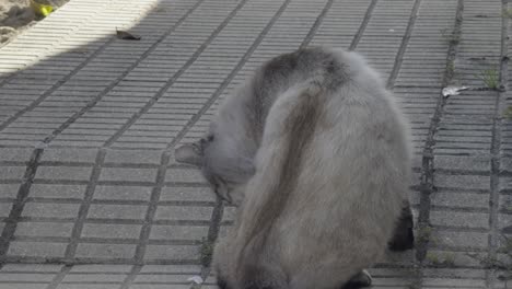 beautiful cat with dark legs grooming itself in the pavement in the shadow