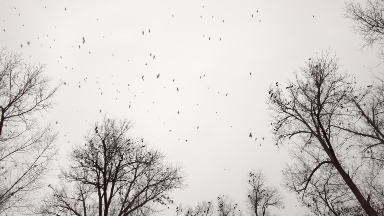 Many birds flying on a grey sky near empty trees