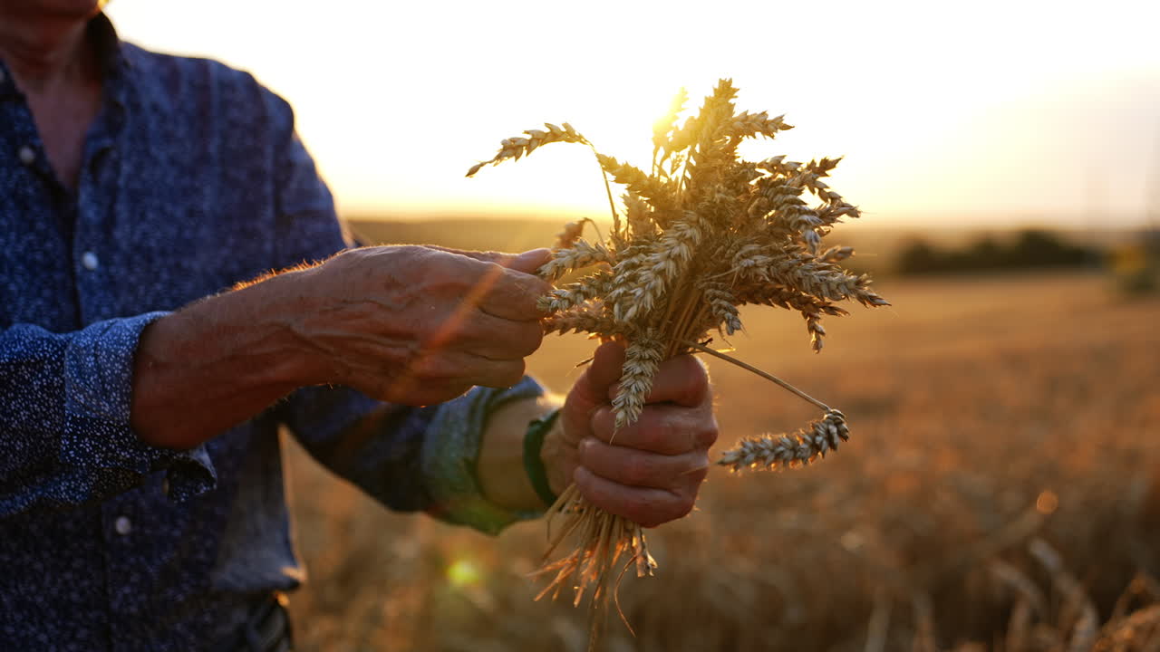 Harvesting wheat in a golden sunset. A farmer collects ripe wheat at sunset, with the golden light illuminating the field