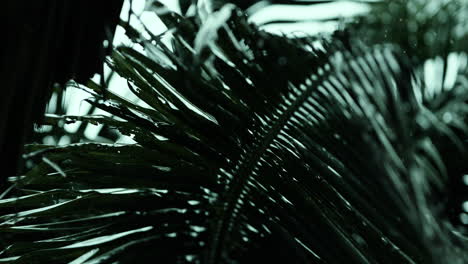 palm leaves in the rain