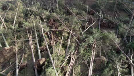 Cinematic-drone-footage-flying-low-through-a-devastated-forest-of-snapped-and-uprooted-pine-trees-in-a-forestry-plantation-after-an-extreme-storm-event-in-Scotland-in-changing,-dappled-evening-light