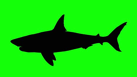 silhouette of a great white shark swimming on green screen, side view