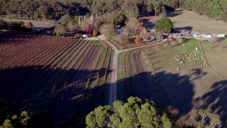 aerial toward macedon ranges vineyard victoria, australia