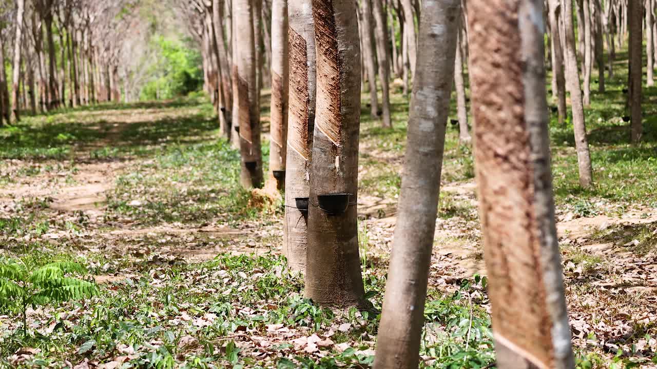 Daylight tracking shot through rubber trees with latex tapping marks and collection cups visible