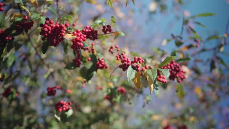 red pyracanta firethorn berries on the branch of tree during windy day with blue sky in the background