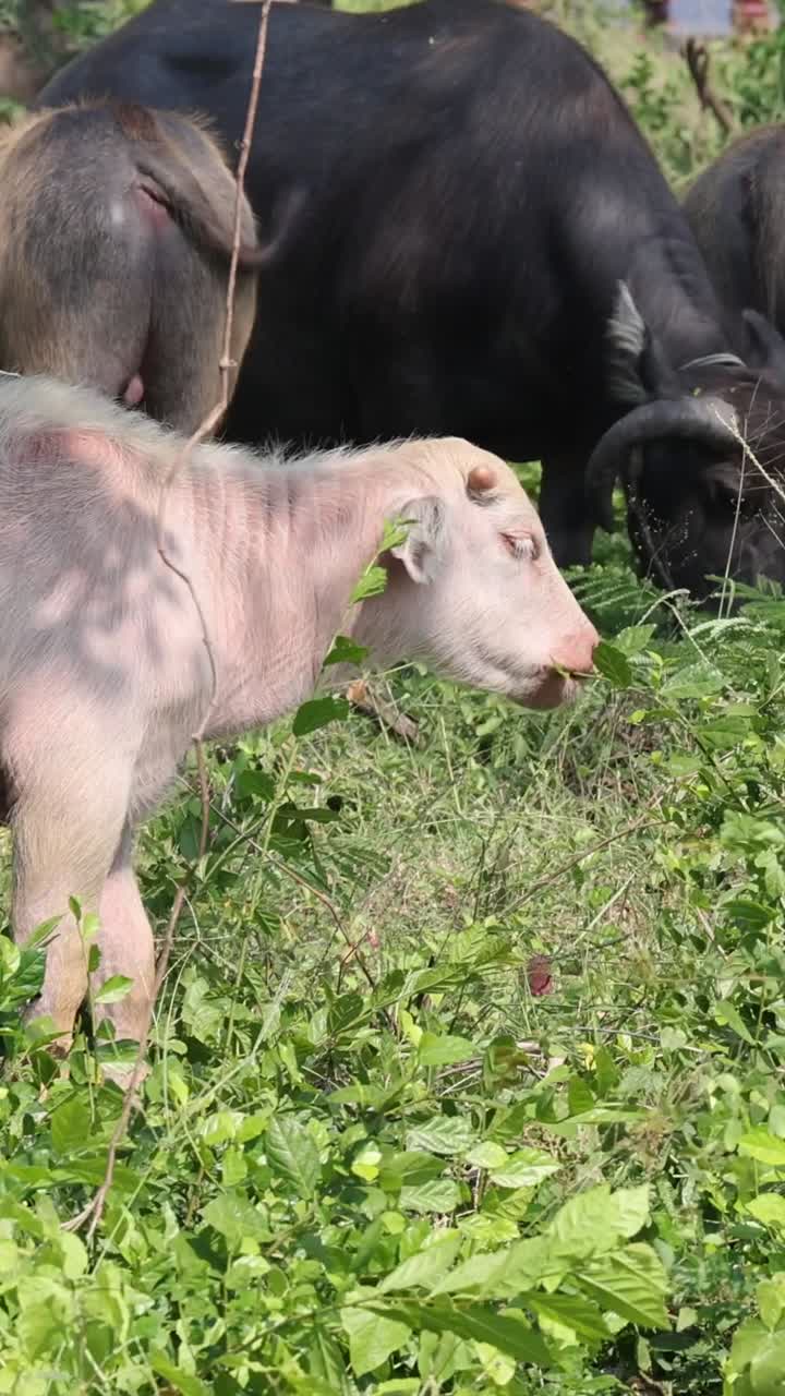 돼지와 버팔로가 야외에서 평화롭게 공존하고 있습니다.