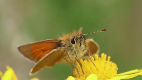 Una-Mariposa-Patrón-Sobre-Una-Flor-De-Hierba-Cana