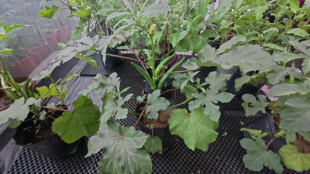 Piante di okra mature crescono vigorosamente all'interno di sacchi neri in polietilene. La serra presenta pareti in rete sottile per proteggere il raccolto dai danni degli insetti. Baccelli verdi freschi sono pronti per la raccolta.