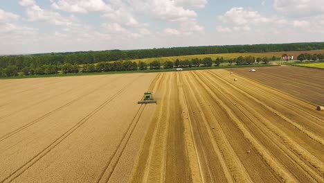 The combine travels through the wheat field and harvests. aerial view