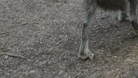 close up from the back of a gray wolf walking on a rocky path