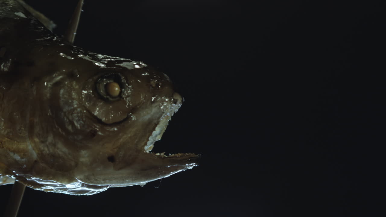 검정색 배경에서 왼쪽에서 오른쪽으로 움직이는 익힌 송어의 창 머리