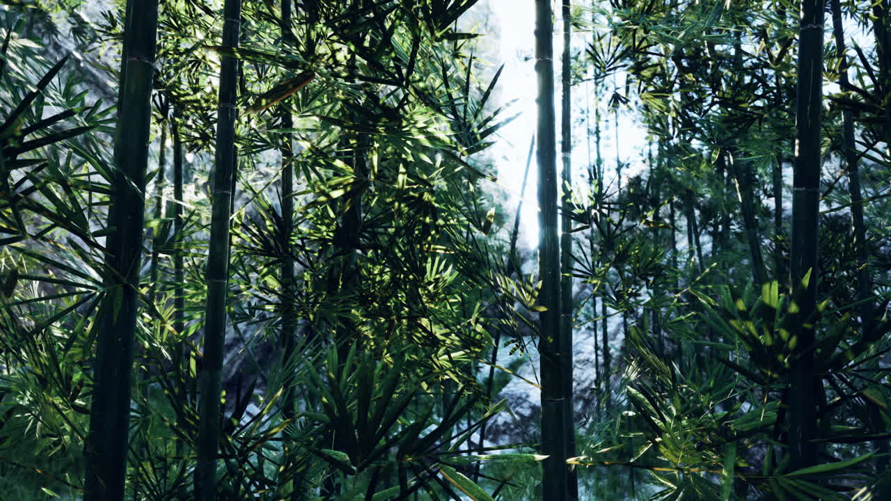 빛이 울창한 대나무 숲을 흐르고 있습니다.