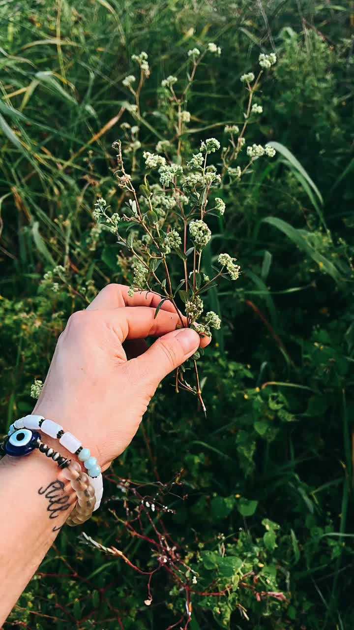 들판 에 있는 야생 꽃 어리 를 들고 있는 손