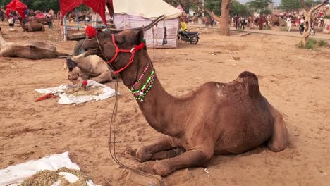 camels at pushkar mela camel fair in field. camels wait for trade, competition. pushkar, rajasthan, india