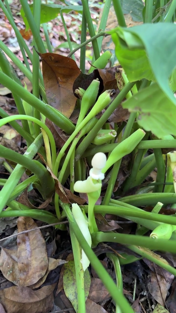 Close-up of a Sprouting Philodendron Plant in a Garden
