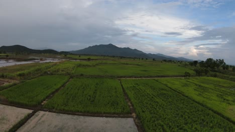 Drone-flying-over-reflective-rice-paddies-on-farmland