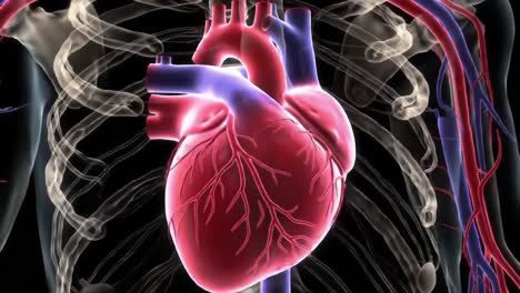 detailed visualization of the human heart showing its structure and position within the thoracic cavity, emphasizing its role in circulatory functionality and blood flow