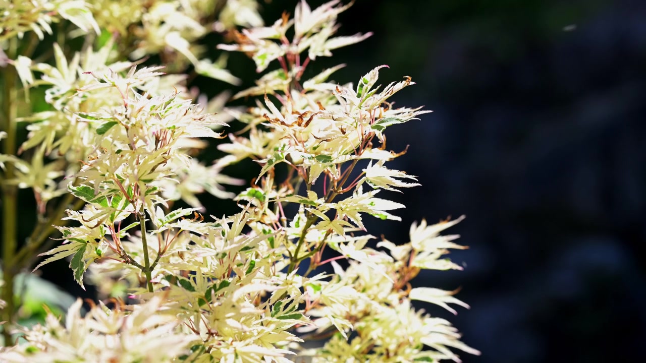 Vista dettagliata di un arbusto di Acer palmatum bianco crema e verde che risplende all'aperto. Cattura il design tradizionale del paesaggio asiatico, la piantumazione zen di acero giapponese ornamentale e riprese b-roll di orticoltura di lusso