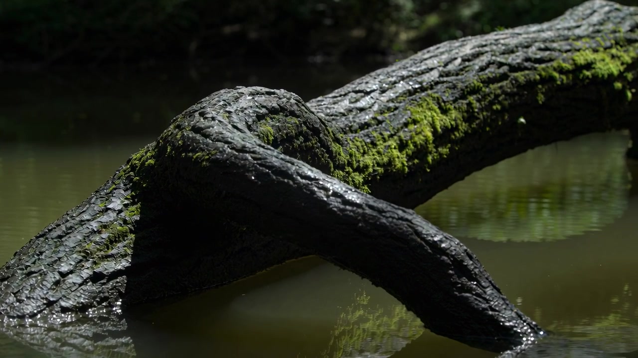 Sollys filtreres gjennom trekronene og får en mosegrodd gren med våt bark til å reflekteres i damvannet.