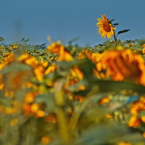 el girasol amarillo brilla a la luz del sol