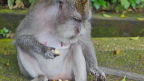 Cerca-De-Mono-Rhesus-Salvaje-Adulto-Comiendo-Un-Trozo-De-Plátano