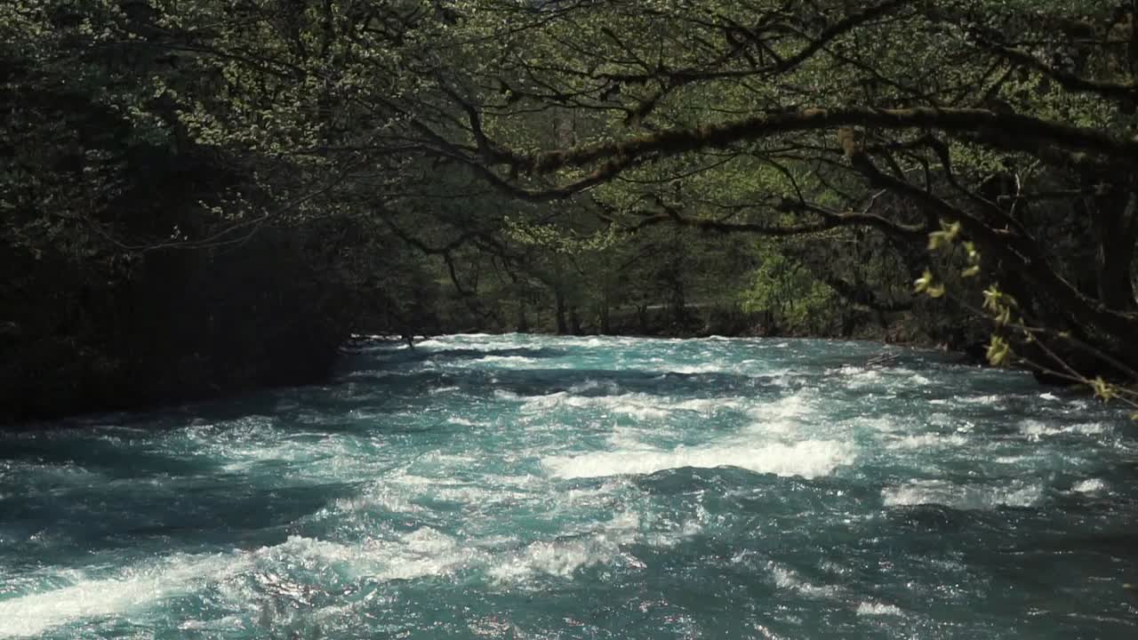 숲 속 의 빠른 흐름 의 산 강