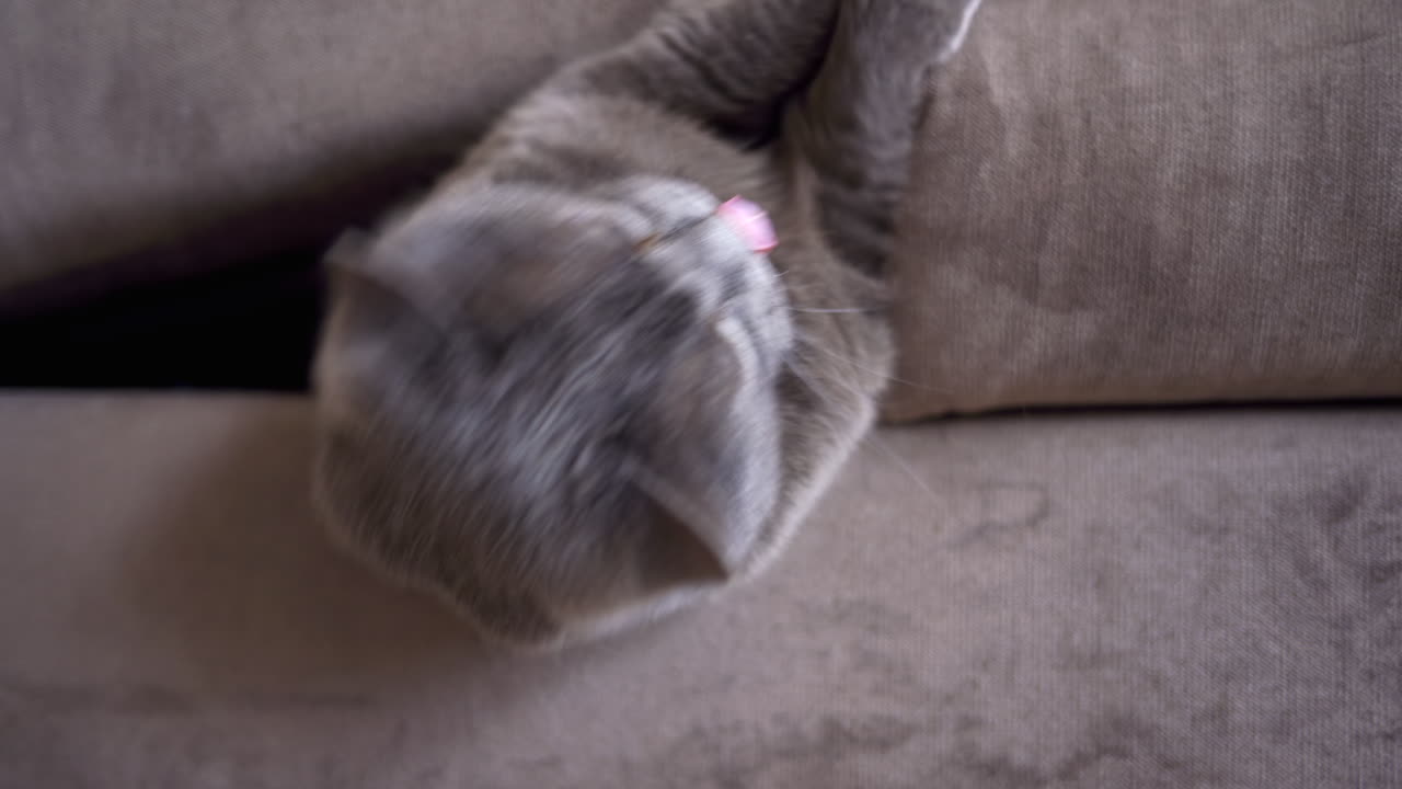 Gatto British Shorthair con occhi arancioni che gioca tra i cuscini di un divano marrone