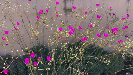 standing wine cup flowers moving in the wind on a light wall background