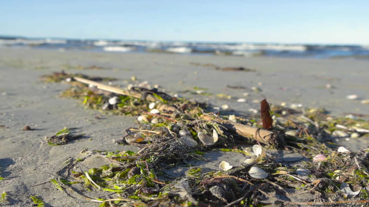 Seaweed and ocean debris close up on a sandy beach close up with ocean sea water waves in the background splashing and moving in slow motion during a sunny day at Vääna Jõesuu beach. Blue sky visible.