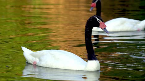 two adult black-necked swans swimming peacefully on a pond on its natural habitat