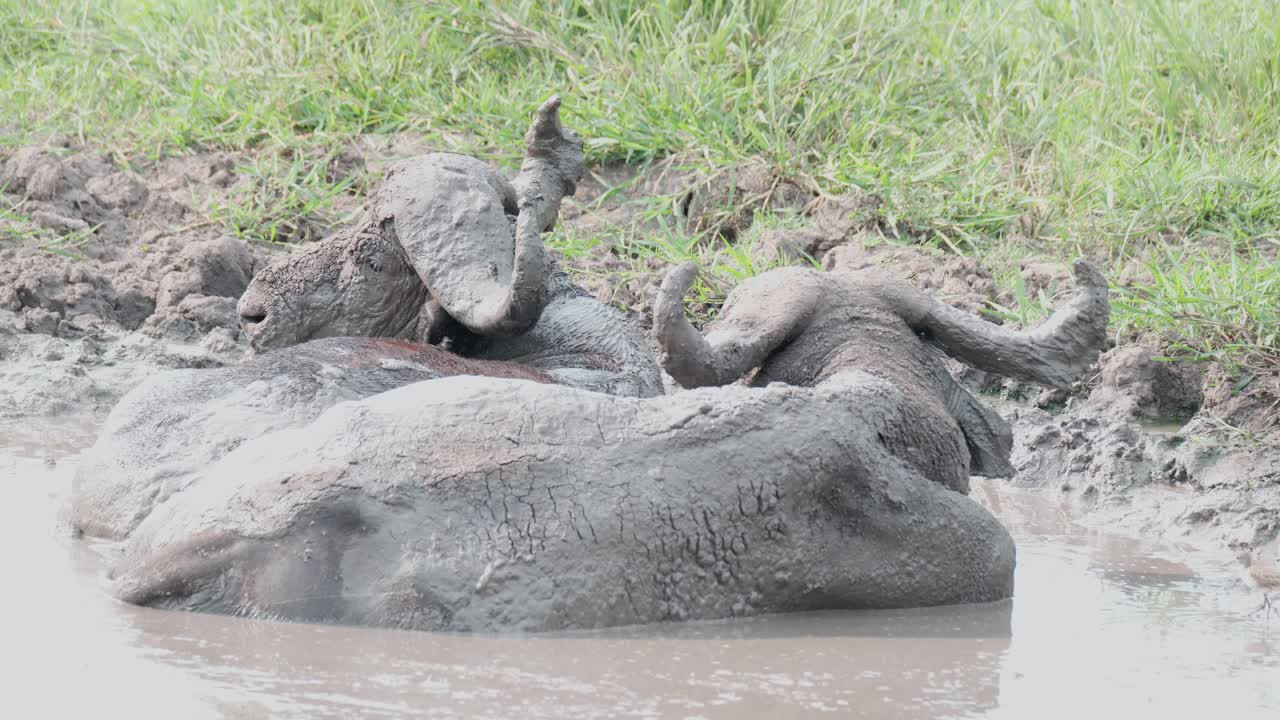 un búfalo africano toma un baño de barro en el parque nacional del lago mburo, uganda, áfrica