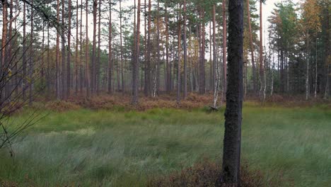 autumn evening bog panorama with birches and pines