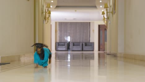 funny dachshund dog in blue terry dressing gown quickly runs down the corridor, being late for spa procedures at pet-friendly hotel during vacation at the resort, front view.