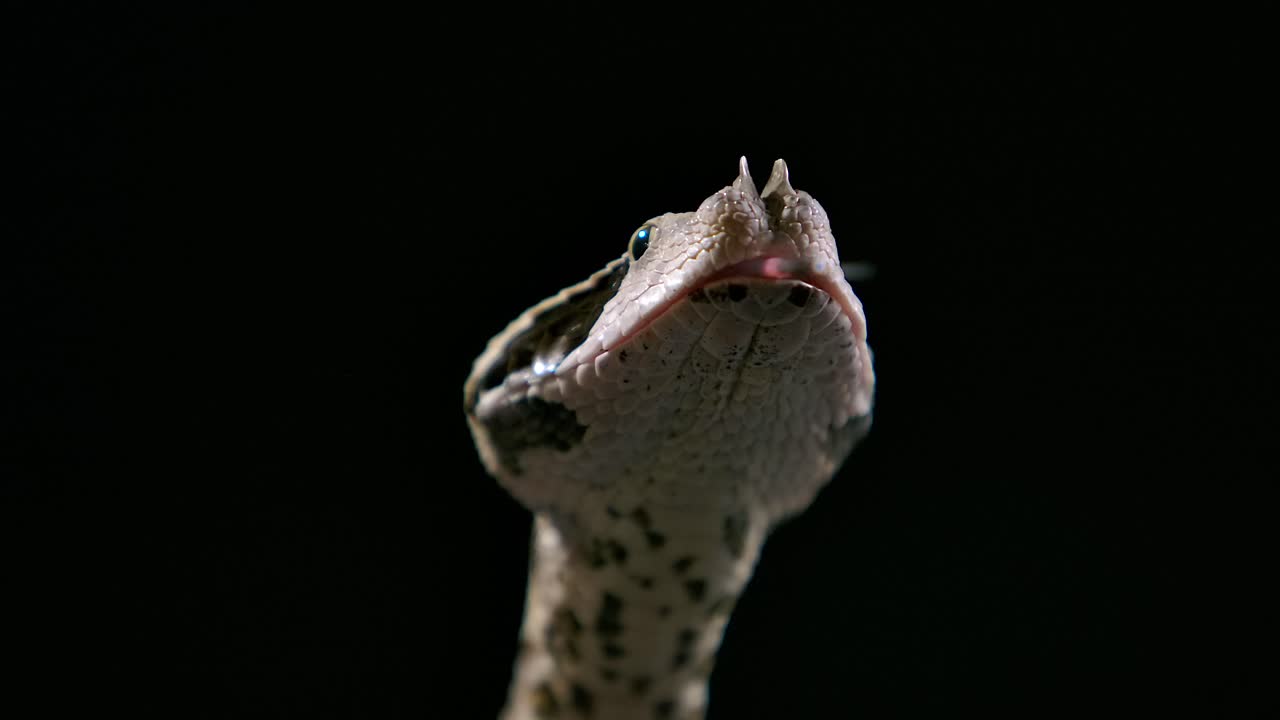 víbora gaboon sacudiendo la lengua vista limpia debajo del frente - estudio