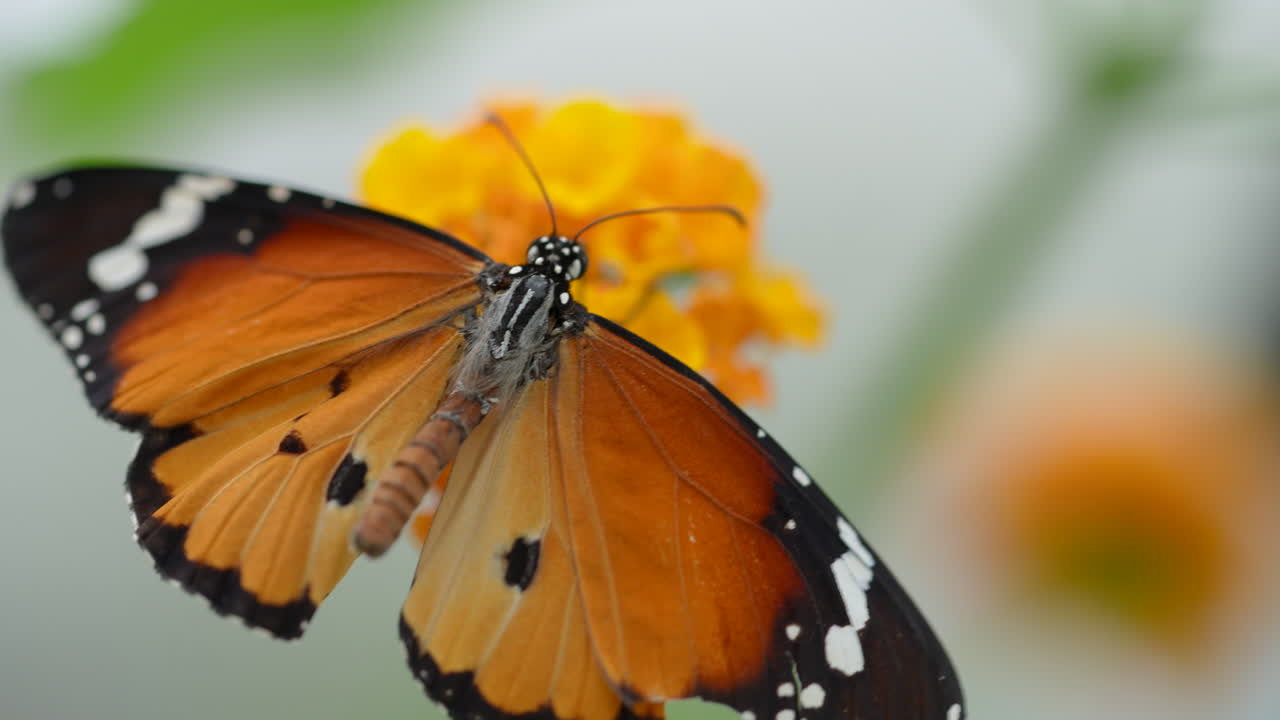 vista de detalles macro de mariposa monarca de color naranja descansando sobre naranja de pétalo, primer plano