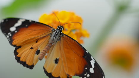 macro details view of orange colored monarch butterfly resting on orange of petal,close up