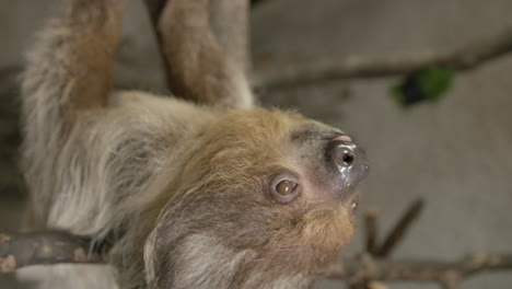 A-two-toed-sloth-hanging-in-a-tree-close-to-the-camera-slow-motion-cinematic