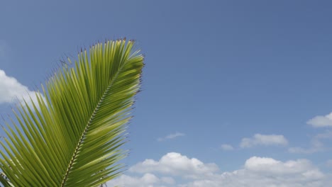 Palmera-De-Coco-Cerca-De-La-Playa-De-Arena-Blanca-Durante-El-Día-De-Verano-En-Phuket