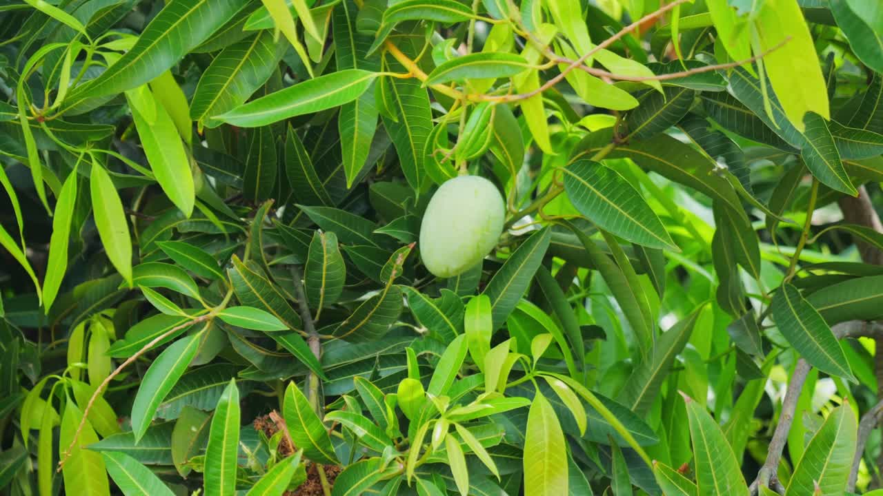 Unripe Mango Hanging on Tree Amid Lush Green Leaves at day time, stable shot, 4k.
