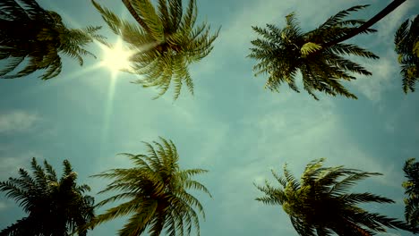 driving through palm tree alley